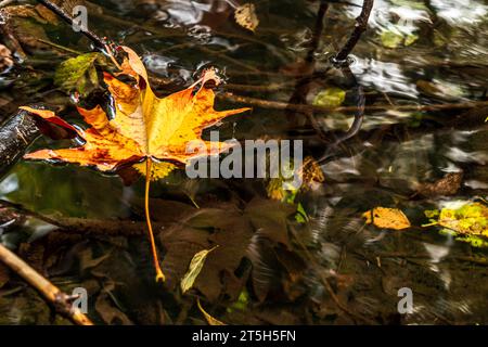 Oranges Ahornblatt, das im Teich mit untergetauchten Felsen und Stangen schwimmt. Stockfoto