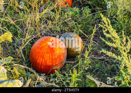 Essbarer Kürbis im ökologischen Landbau auf einem Feld im Herbst Stockfoto