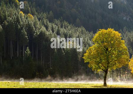 Bunte Herbstfolien im Ahornboden, Ahornboden, Engtal oder Engtal, Naturschutzgebiet Karwendelmassiv, Alpen, Österreich, Stockfoto