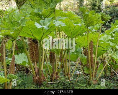 Gunnera manicata schießt im Frühling, alias Riesen Rhabarber. Stockfoto