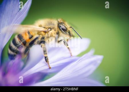 Eine westliche Honigbiene, APIs mellifera, in Nahaufnahme, die zu den wahren Bienen gehört, sammelt Pollen von einer schönen blauen Kornblume Stockfoto
