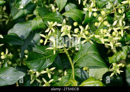 Pfaffenhütchen, Europäisches Pfaffenhütchen, Gewöhnlicher Spindelstrauch, Pfaffenkäppchen, Blüte, Blüten, Euonymus europaeus, gemeinsame Spindel, europäisch Stockfoto