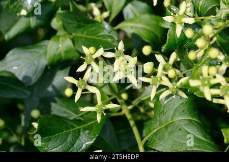 Pfaffenhütchen, Europäisches Pfaffenhütchen, Gewöhnlicher Spindelstrauch, Pfaffenkäppchen, Blüte, Blüten, Euonymus europaeus, gemeinsame Spindel, europäisch Stockfoto