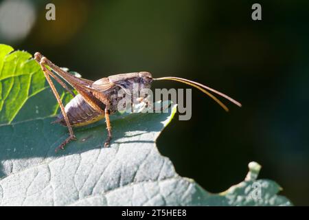 Gewöhnliche Strauchschrecke, Gemeine Strauchschrecke, Strauchschrecke, Männchen, Pholidoptera griseoaptera, Dark Bushcricket, Dark Bushcricket, männlich, Stockfoto