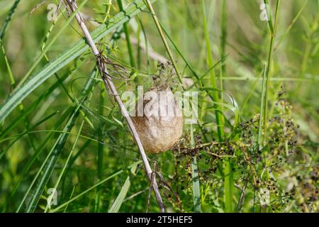 Wespenspinne, Zebraspinne, Wespen-Spinne, Zebra-Spinne, Kokon, Eikokon, Argiope bruennichi, Wespenspinne, schwarz-gelbe Argiope, schwarz-gelbe Ga Stockfoto