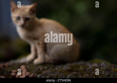 Sehr süße Kätzchen in einem Dorf in Salamanca, Montemayor del Rio Stockfoto