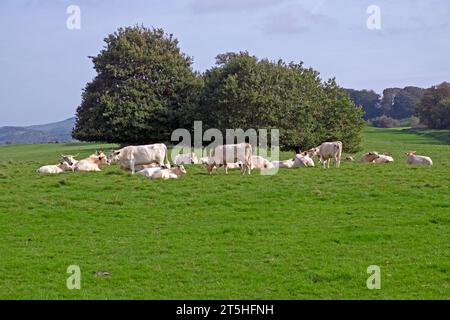 Seltene Rasse weiße Rinder Kühe mit Kälbern, die sich in grüner Landschaft am sonnigen Herbsttag entspannen Dinefwr Deer Park Llandeilo Carmarthenshire UK Stockfoto