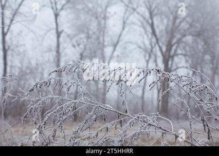 Eine mystische Szene des frühen Winters, die seine Magie durch den Nebel enthüllt, während die Elemente der Natur sich in einem ätherischen Tanz verflechten. Stockfoto