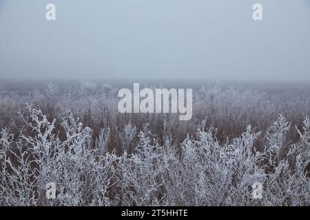 Eine mystische Szene des frühen Winters, die seine Magie durch den Nebel enthüllt, während die Elemente der Natur sich in einem ätherischen Tanz verflechten. Stockfoto