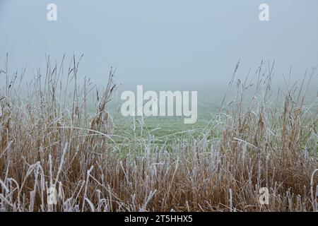 Eine mystische Szene des frühen Winters, die seine Magie durch den Nebel enthüllt, während die Elemente der Natur sich in einem ätherischen Tanz verflechten. Stockfoto