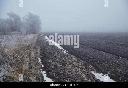 Eine mystische Szene des frühen Winters, die seine Magie durch den Nebel enthüllt, während die Elemente der Natur sich in einem ätherischen Tanz verflechten. Stockfoto