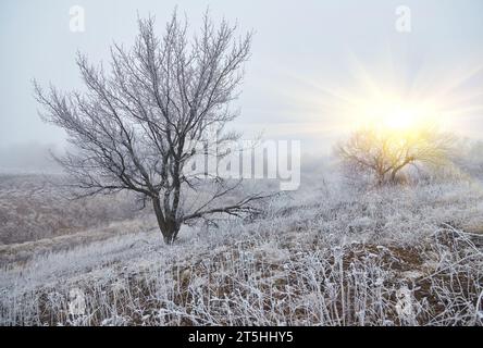 Eine mystische Szene des frühen Winters, die seine Magie durch den Nebel enthüllt, während die Elemente der Natur sich in einem ätherischen Tanz verflechten. Stockfoto