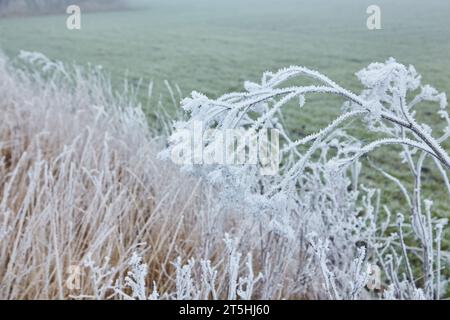Ein ruhiger Wintermorgen mit sanftem Nebel und zartem Frost, der Pflanzen schmückt, schafft ein ruhiges und bezauberndes Ambiente. Stockfoto