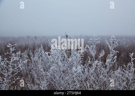Ein ruhiger Wintermorgen mit sanftem Nebel und zartem Frost, der Pflanzen schmückt, schafft ein ruhiges und bezauberndes Ambiente. Stockfoto