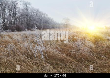Ein ruhiger Wintermorgen mit sanftem Nebel und zartem Frost, der Pflanzen schmückt, schafft ein ruhiges und bezauberndes Ambiente. Stockfoto