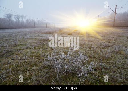 Ein ruhiger Wintermorgen mit sanftem Nebel und zartem Frost, der Pflanzen schmückt, schafft ein ruhiges und bezauberndes Ambiente. Stockfoto