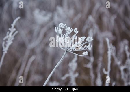 Ein ruhiger Wintermorgen mit sanftem Nebel und zartem Frost, der Pflanzen schmückt, schafft ein ruhiges und bezauberndes Ambiente. Stockfoto
