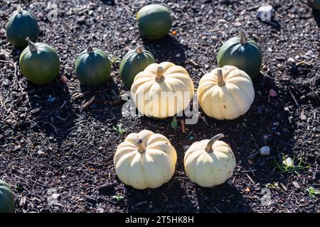 Herbst/Halloween-Saison - Kürbis Patches, Spooky Times at the Sales Stockfoto