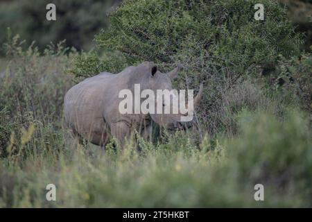 Südliches weißes Nashorn (Ceratotherium simum simum) aus Südafrika Stockfoto