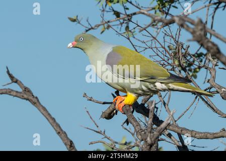 Afrikanische Grüne Taube (Treron calvus) aus Südafrika Stockfoto