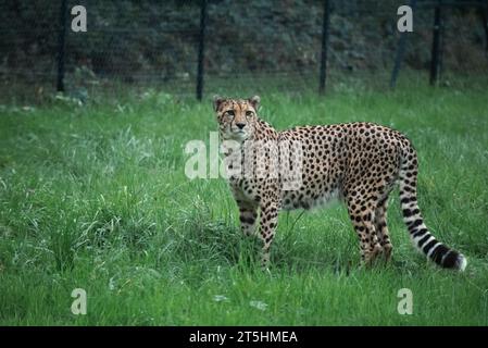 Männlicher Gepard, der auf der Jagd nach Nahrung im Zoo von Bristol herumläuft, während er seine Beute verfolgt. Stockfoto