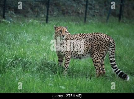 Männlicher Gepard, der auf der Jagd nach Nahrung im Zoo von Bristol herumläuft, während er seine Beute verfolgt. Stockfoto