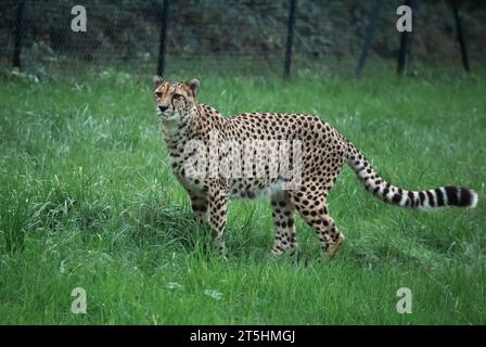 Männlicher Gepard, der auf der Jagd nach Nahrung im Zoo von Bristol herumläuft, während er seine Beute verfolgt. Stockfoto