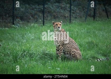 Männlicher Gepard, der auf der Jagd nach Nahrung im Zoo von Bristol herumläuft, während er seine Beute verfolgt. Stockfoto