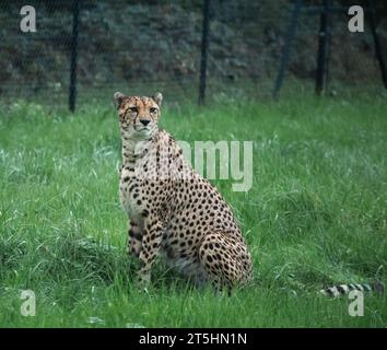 Männlicher Gepard, der auf der Jagd nach Nahrung im Zoo von Bristol herumläuft, während er seine Beute verfolgt. Stockfoto