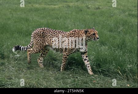 Männlicher Gepard, der auf der Jagd nach Nahrung im Zoo von Bristol herumläuft, während er seine Beute verfolgt. Stockfoto