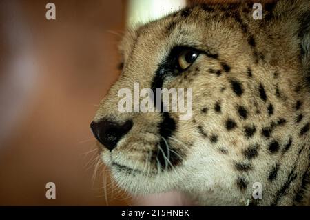 Männlicher Gepard, der auf der Jagd nach Nahrung im Zoo von Bristol herumläuft, während er seine Beute verfolgt. Stockfoto