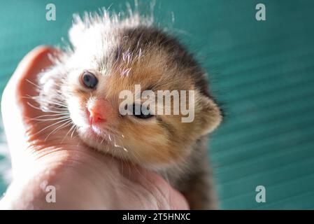 Zerbrechliches neugeborenes buntes Kätzchen in der Hand eines Mannes Stockfoto