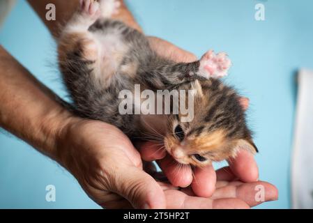 Zerbrechliches neugeborenes buntes Kätzchen in der Hand eines Mannes Stockfoto