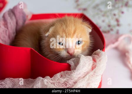 Niedliches, kleines, gelbes Kätzchen, das aus einer roten Schachtel blickt Stockfoto