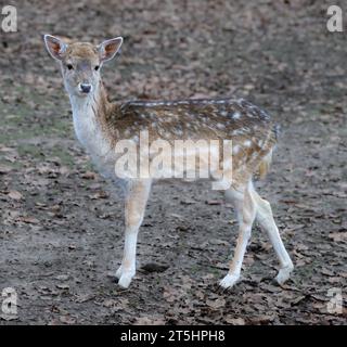 Junge Wilde Rehe in Rasen, Capreolus Capreolus. Neu geboren Rehe, wilde Feder Natur. Stockfoto