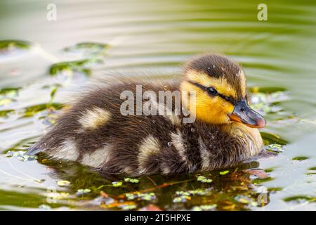 Süßes junges Entlein, nur ein paar Tage alt, schwimmt auf einem See geradeaus. Erstaunlich, lustig, liebenswert, reizend, ungeschickt. Gewöhnlicher Vogel, Ente, an einem See. Stockfoto