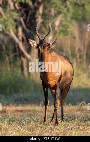 Rote Kuhantilope (Alcelaphus Buselaphus Caama) Stockfoto