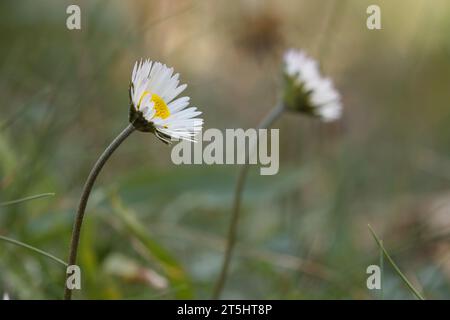 Zwei kleine, wilde Herbstdrosseln im Naturpark Sierra de Mariola, Bocairente, Spanien Stockfoto