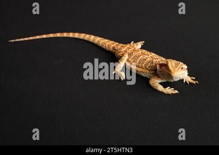 Bärtiger Drache, pogona vitticeps, isolierte schwarze Hintergrund-Tiger-Muster-Morphen Stockfoto