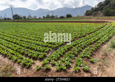 Lasithi Plateau, Kreta, Griechenland. 30.09.2023. Ferne Berge und Salatfelder, die auf fruchtbarem Land auf dem Lasithi-Plateau auf Kreta, Griechenland, wachsen Stockfoto