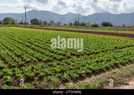 Lasithi Plateau, Kreta, Griechenland. 30.09.2023. Ferne Berge und Salatfelder, die auf fruchtbarem Land auf dem Lasithi-Plateau auf Kreta, Griechenland, wachsen Stockfoto