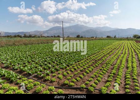 Lasithi Plateau, Kreta, Griechenland. 30.09.2023. Ferne Berge und Salatfelder, die auf fruchtbarem Land auf dem Lasithi-Plateau auf Kreta, Griechenland, wachsen Stockfoto