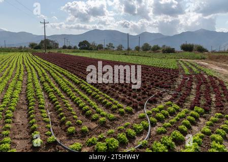 Lasithi Plateau, Kreta, Griechenland. 30.09.2023. Ferne Berge und Salatfelder, die auf fruchtbarem Land auf dem Lasithi-Plateau auf Kreta, Griechenland, wachsen Stockfoto