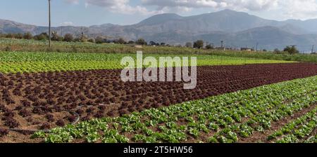 Lasithi Plateau, Kreta, Griechenland. 30.09.2023. Ferne Berge und Salatfelder, die auf fruchtbarem Land auf dem Lasithi-Plateau auf Kreta, Griechenland, wachsen Stockfoto