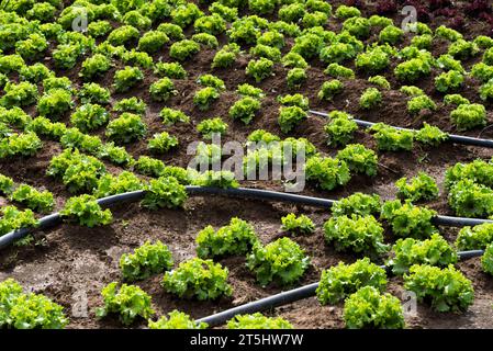 Lasithi Plateau, Kreta, Griechenland. 30.09.2023. Ferne Berge und Salatfelder, die auf fruchtbarem Land auf dem Lasithi-Plateau auf Kreta, Griechenland, wachsen Stockfoto