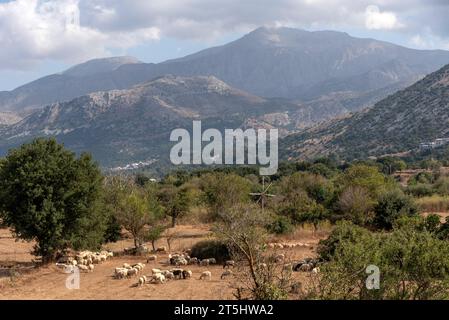 Lasithi Plateau, Kreta, Griechenland. 30.09.2023. Ferne Berge und Felder mit Schafen, die auf fruchtbarem Land auf dem Lasithi-Plateau im Osten Kretas weiden, Gree Stockfoto