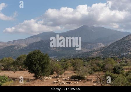 Lasithi Plateau, Kreta, Griechenland. 30.09.2023. Ferne Berge und Felder mit Schafen, die auf fruchtbarem Land auf dem Lasithi-Plateau im Osten Kretas weiden, Gree Stockfoto