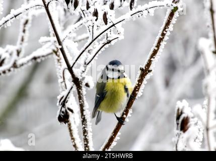 Blauer gelber Vogel, der im Winter 2022 auf einem Ast mit Schnee thront, Deutschland Stockfoto