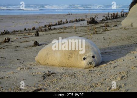 Weiße Babyrobbe am Strand im Winter 2016 auf der ostfriesischen Insel Juist, Deutschland Stockfoto