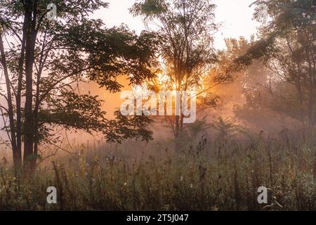 Neblige Sonnenaufgangslichter am frühen Herbstmorgen im Wald. Stockfoto